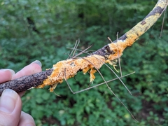 Fibroporia