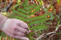 Pelazoneuron kunthii