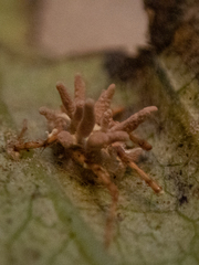 Gibellula