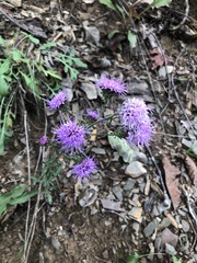 Liatris pilosa