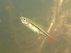 Rasbora borapetensis