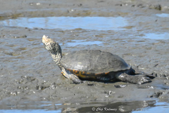 Malaclemys terrapin terrapin