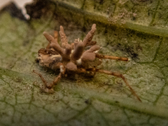 Gibellula