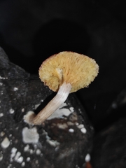Gymnopilus