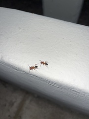 Camponotus floridanus