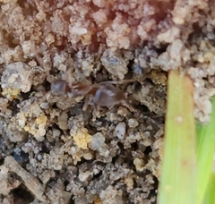 Lasius neoniger