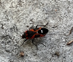 Lygaeus kalmii kalmii