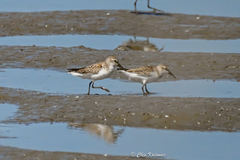Calidris pusilla