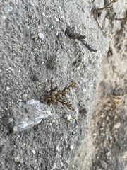 Loeflingia squarrosa