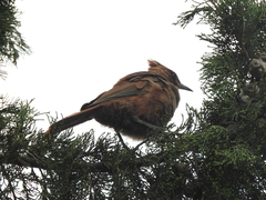 Pseudoseisura lophotes