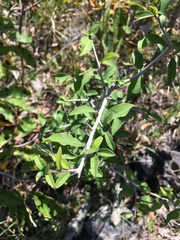 Ilex decidua