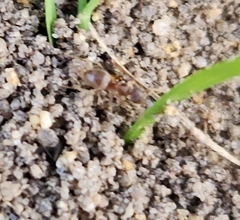 Lasius neoniger