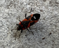 Lygaeus kalmii kalmii