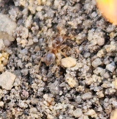 Lasius neoniger
