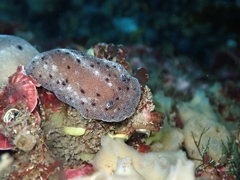 Alloiodoris lanuginata