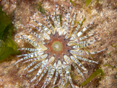 Aulactinia verrucosa