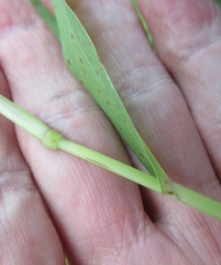 Urochloa fusca