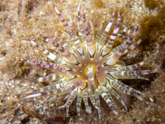 Aulactinia verrucosa