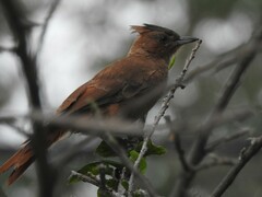 Pseudoseisura lophotes