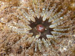 Aulactinia verrucosa