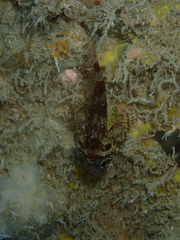 Scorpaenidae