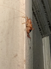 Camptonotus carolinensis