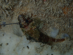 Scorpaenidae