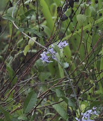 Petrea volubilis