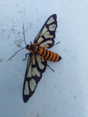 Amata huebneri