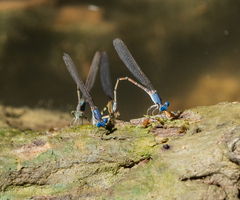 Argia apicalis