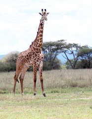 Giraffa camelopardalis tippelskirchi