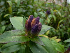 Gentiana clausa