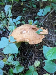 Suillus weaverae