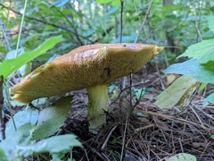 Suillus weaverae