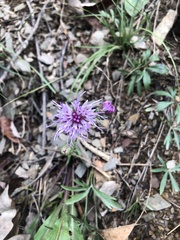Liatris pilosa