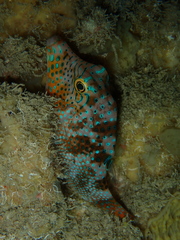 Canthigaster solandri