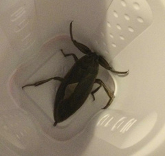 Lethocerus americanus