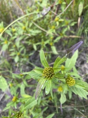 Bidens tripartita