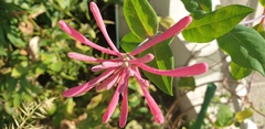 Lonicera