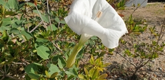 Datura wrightii