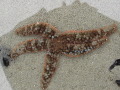 Astrometis sertulifera