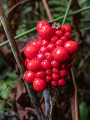 Arisaema triphyllum