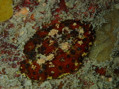 Phyllidiopsis cardinalis