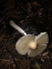 Amanita bisporigera