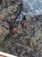 Leptograpsus variegatus