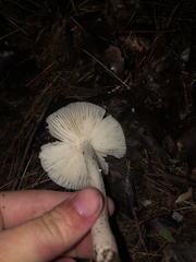 Amanita bisporigera