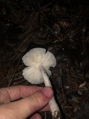 Amanita bisporigera