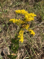 Solidago radula