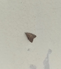 Nola