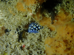 Phyllidia guamensis